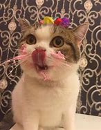 Image result for Cat Holding Cake