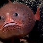 Image result for Weird Fishes