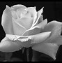 Image result for Black and White with Red Roses