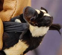 Image result for Rarest Endangered Species of Bats