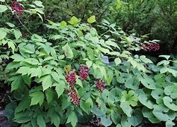 Image result for Actaea rubra