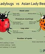 Image result for Chinese Beetle vs Ladybug