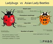 Image result for Difference Between Beetle and Bug