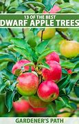 Image result for Dwarf Apple Trees