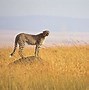 Image result for Tanzania Mountains