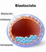Image result for blastoderma