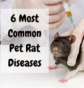 Image result for Rat related disease in NYC