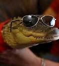 Image result for Alligator with Glasses in a Car