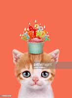 Image result for Cute Kitten Happy Birthday