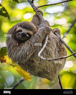 Image result for Three-Toed Sloth