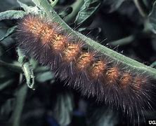 Image result for "saltmarsh-caterpillar"