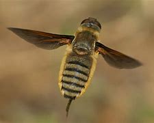 Image result for Small Bee Like Insect
