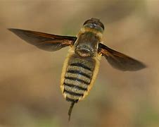 Image result for Small Bee That Looks Like a Fly