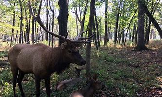 Image result for Elk Grove Michigan