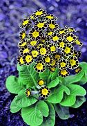 Image result for Primula elatior Gold Lace Black