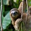 Image result for Sloth Moving