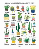 Image result for Different Cactus Types