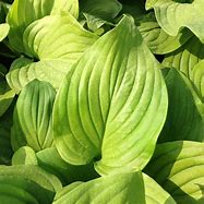 Image result for Hosta Mojito