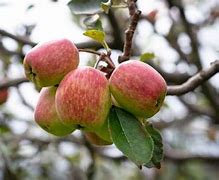 Image result for Pollinator for Anna Apple Tree