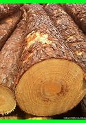 Image result for Yellow Pine Log