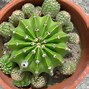 Image result for Echinopsis eyriesii