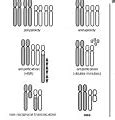 Image result for Difference Between Genes and Chromosomes