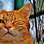 Image result for Silly Cat 1080X1080