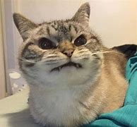 Image result for Angry Cat Happy Meme