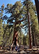 Image result for Mariposa Grove Yosemite National Park