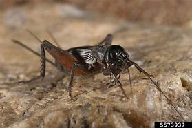 Image result for Field Cricket Insect