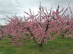 Image result for Prunus persica Champion