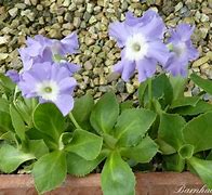 Image result for Primula x pubescens Wedgwood