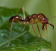 Image result for Ant Animal