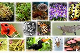 Image result for Types Ofthreatened Species