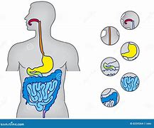 Image result for alimentary system
