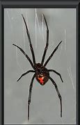 Image result for Black Widow Spider Range