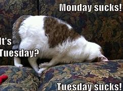 Image result for Tuesday Work Meme Sarcastic