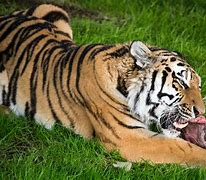 Image result for What Can Tigers Eat
