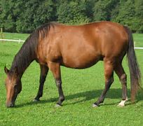 Image result for Kelso Race Horse