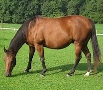 Image result for Maverick Horse