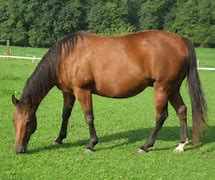 Image result for Rideable Horse Toy