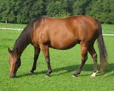 Image result for Black Gold Race Horse