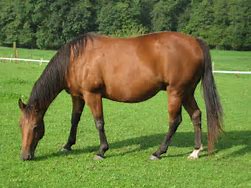 Image result for Horse Wearing Saddle