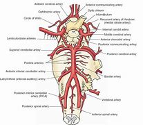 Image result for Vertebral and Basilar Artery