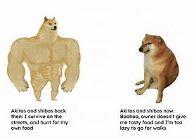 Image result for Akita Dog Meme