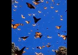 Image result for Lil Skies Butterfly