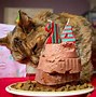 Image result for Oldest Cat Ever Lived