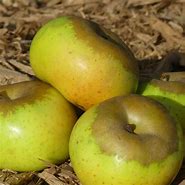 Image result for Newton Pippin Apples