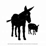 Image result for What Is the Difference Between Mule Jenny Donkey and Burro