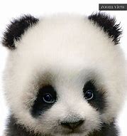 Image result for Panda Print